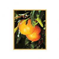 First Citrus Bank (FL) - Personal logo
