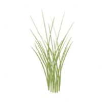 First National Bank of Sedan logo